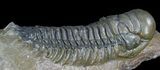 Beautiful Crotalocephalina Trilobite #47325-3